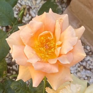 Meet your Posher, Joy